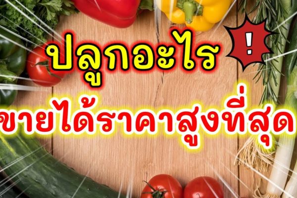 10 ชนิดผัก ปลูกง่าย ขายได้ราคาสูง 10 ชนิดผัก ปลุกง่าย ขายได้ราคาสูง